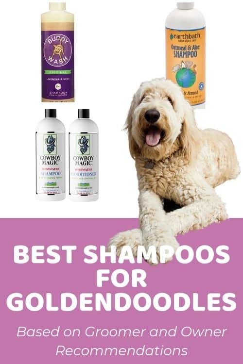 Groomer Recommended List of Best Shampoo for Goldendoodles