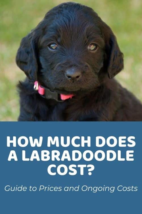 How Much Does A Labradoodle Cost Guide to Prices and Ongoing Costs