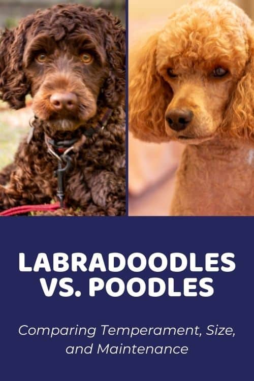 Labradoodle vs Poodle Comparing Temperament, Size, & Maintenance
