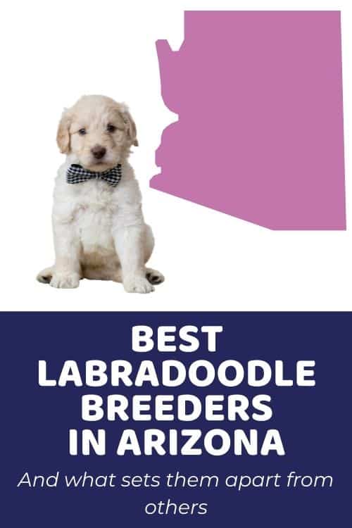 Labradoodles For Sale In Arizona Top Ethical Labradoodle Breeders In Arizona