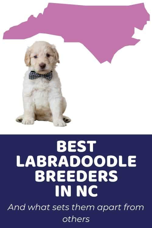 Labradoodles For Sale In North Carolina Top Ethical Labradoodle Breeders In NC