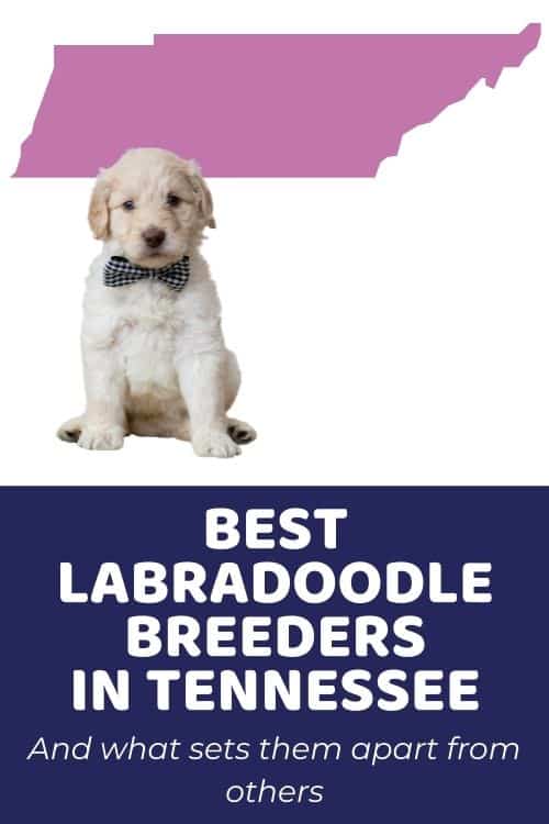 Labradoodles For Sale In Tennessee Top Ethical Labradoodle Breeders In TN