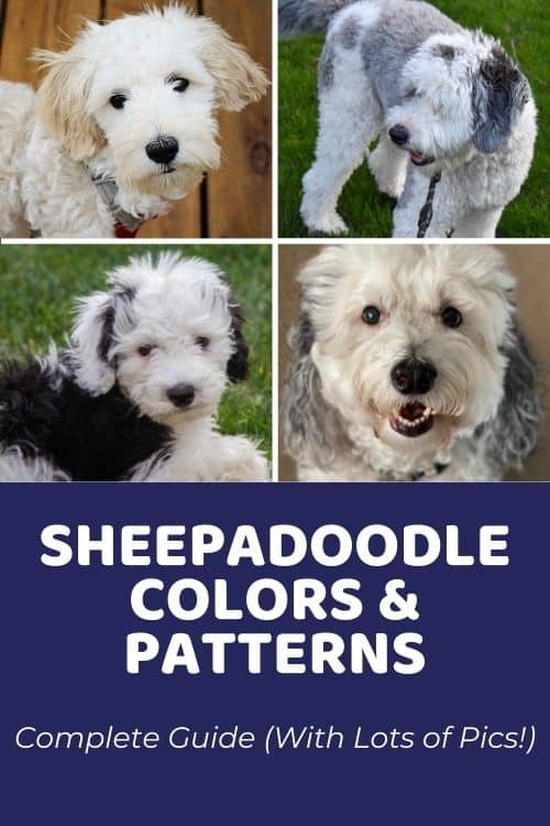Sheepadoodle Colors & Patterns Complete Guide (With Pics!)