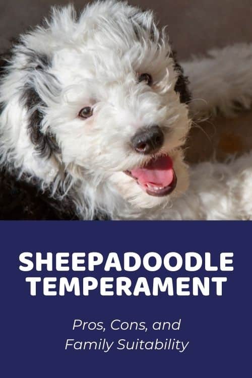 Sheepadoodle Temperament Pros, Cons, and Family Suitability