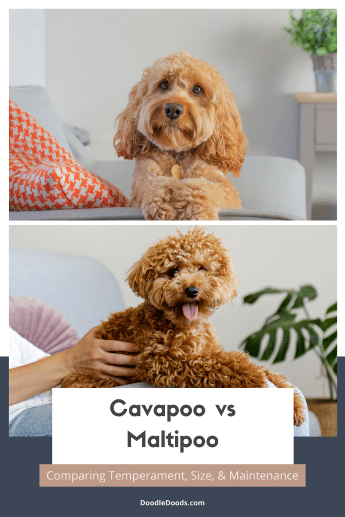 Cavapoo vs Maltipoo