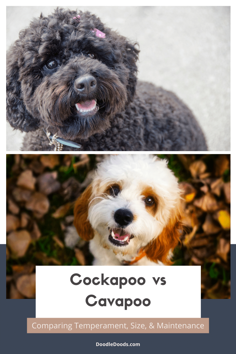 Cockapoo vs Cavapoo