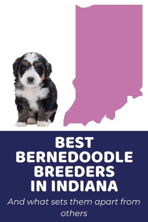 Bernedoodle Puppies Indiana List of Top Ethical Bernedoodle Breeders In Ohio