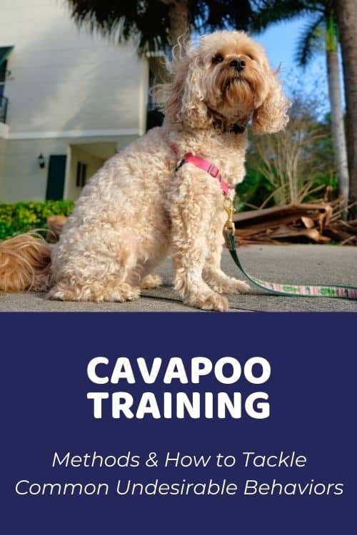 Cavapoo Training Methods & How to Tackle Common Undesirable Behaviors
