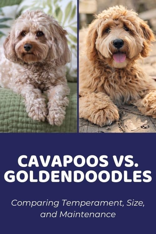 Cavapoo vs Goldendoodle Comparing Temperament, Size, & Maintenance