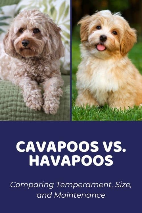are cavapoos yappy dogs