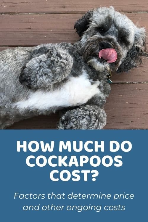 Cockapoo Price How Much Do They Cost Factors and Ongoing Costs
