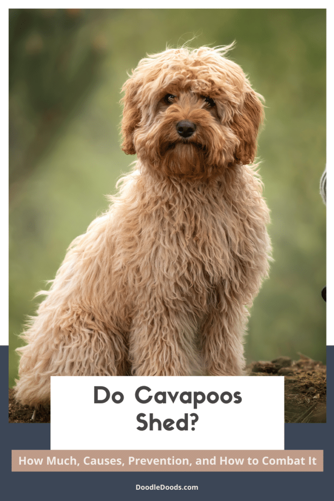Do Cavapoos Shed?