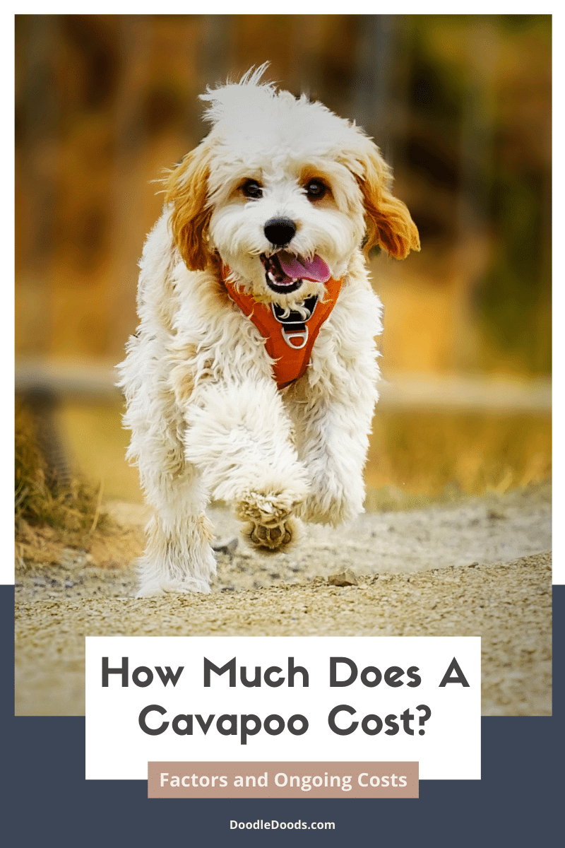 How Much Does A Cavapoo Cost?