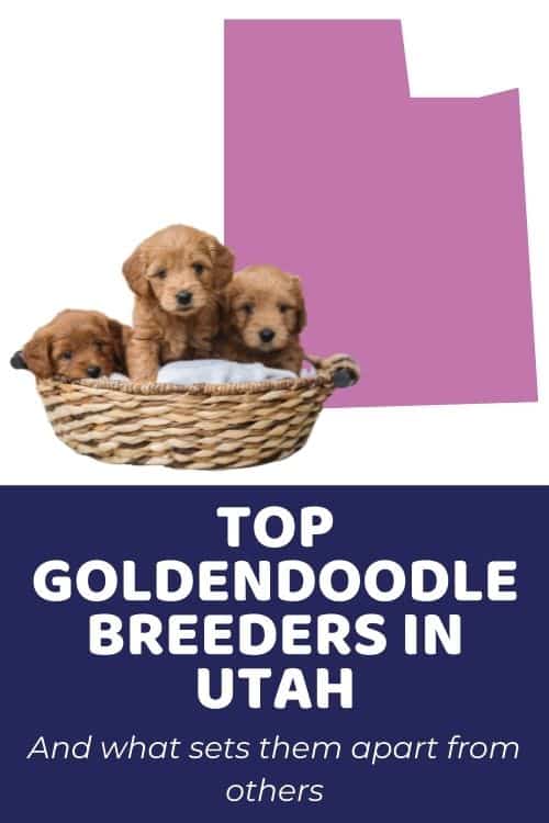 Goldendoodles Utah List Of Top Ethical Goldendoodle Breeders In UT