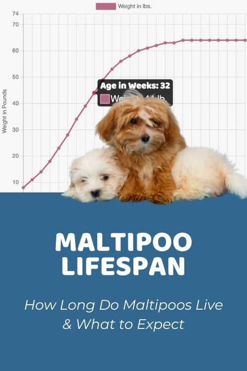 How Long Do Maltipoos Live? Maltipoo Lifespan and What to Expect - Doodle  Doods