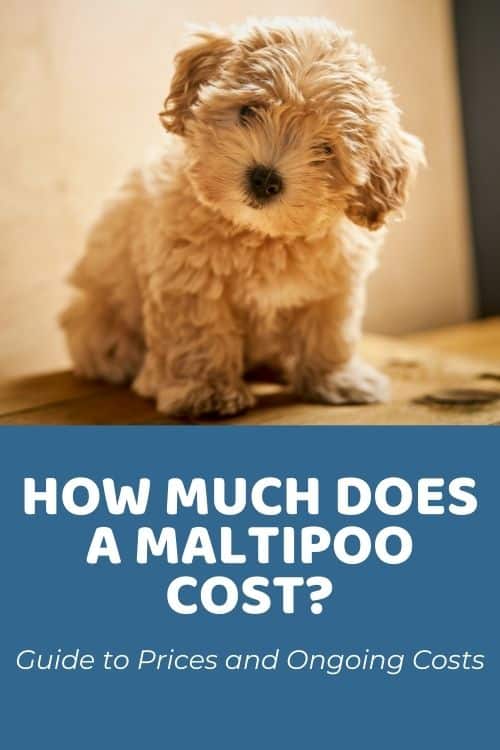How Much Does A Maltipoo Cost Factors & Ongoing Costs