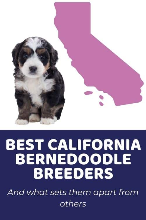 List Of Top Ethical Bernedoodle Breeders In California