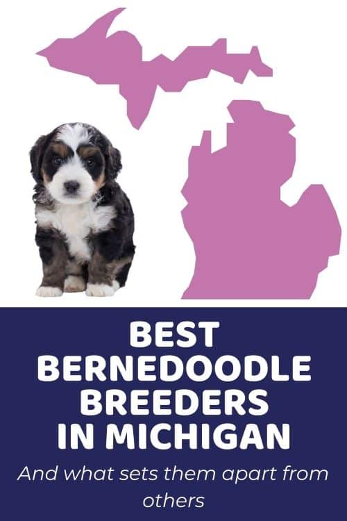 List Of Top Ethical Bernedoodle Breeders In Michigan