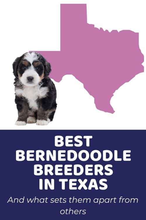 List Of Top Ethical Bernedoodle Breeders In Texas Bernedoodle Texas