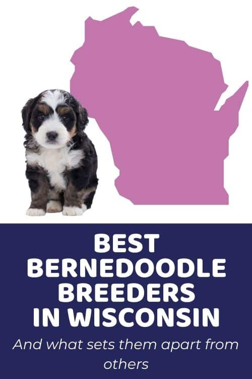 List Of Top Ethical Bernedoodle Breeders In Wisconsin Bernedoodle Wisconsin