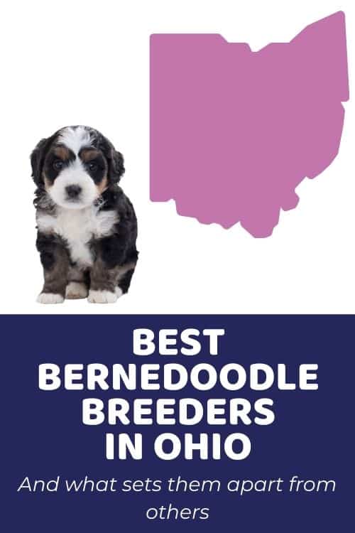 List of Top Ethical Bernedoodle Breeders In Ohio