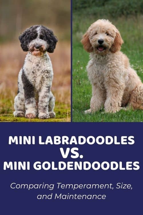 Mini Goldendoodle vs Mini Labradoodle Comparing Temperament, Size, & Maintenance