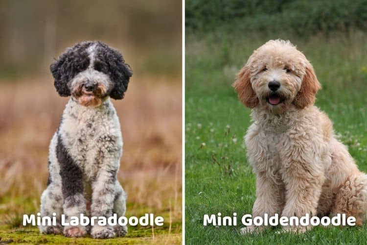 væv voksenalderen tankevækkende Mini Goldendoodle vs Mini Labradoodle: Comparing Temperament, Size, &  Maintenance - Doodle Doods