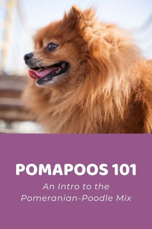 Pomapoo Breed 101 An Intro to the Pomeranian-Poodle Mix