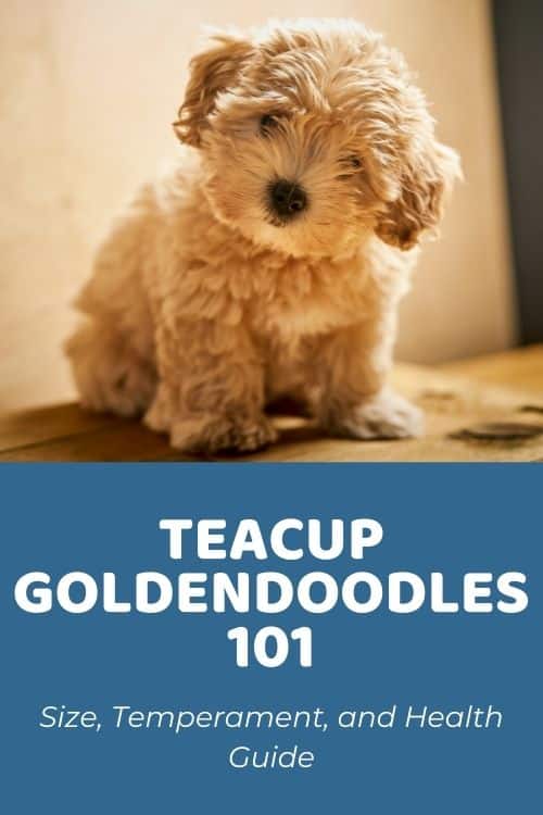 Teacup Goldendoodles 101 Size, Temperament, and Health Guide