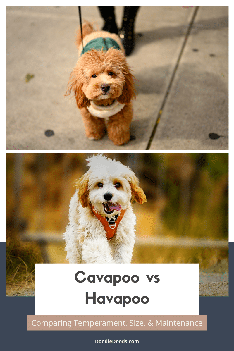 Cavapoo vs Havapoo