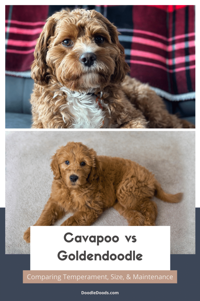 Cavapoo vs Goldendoodle