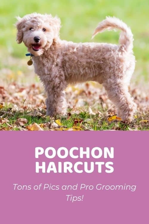 Top Poochon Haircuts (With Pictures!) & DIY Grooming Tips