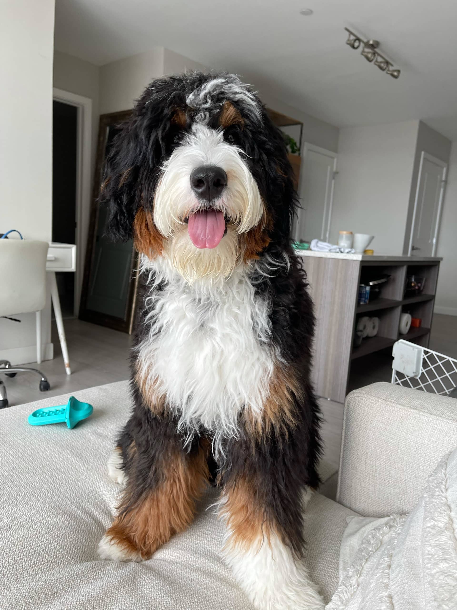 Hoosier Canines, LLC Bernedoodles, Goldendoodles puppies for sale near me