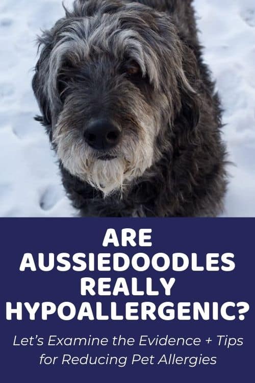 Are Aussiedoodles Hypoallergenic Tips for Reducing Pet Allergies