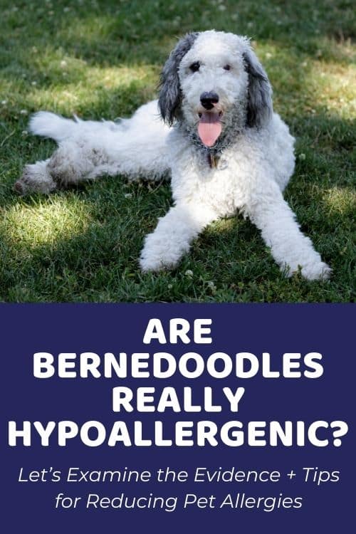Are Bernedoodles Hypoallergenic Tips for Reducing Pet Allergies