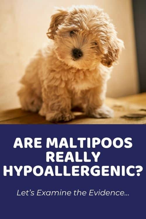 Are Maltipoos Really Hypoallergenic Let’s Examine the Evidence…
