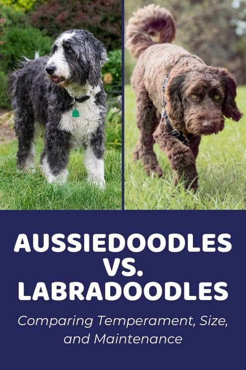 Aussiedoodle vs Labradoodle Comparing Temperament, Size, and Maintenance