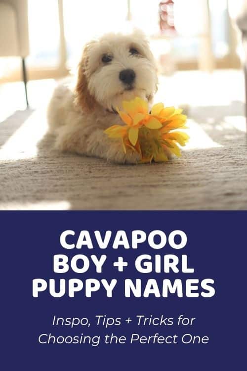Best Cavapoo Names How To Choose The Perfect Name For Your Cavapoo Puppy