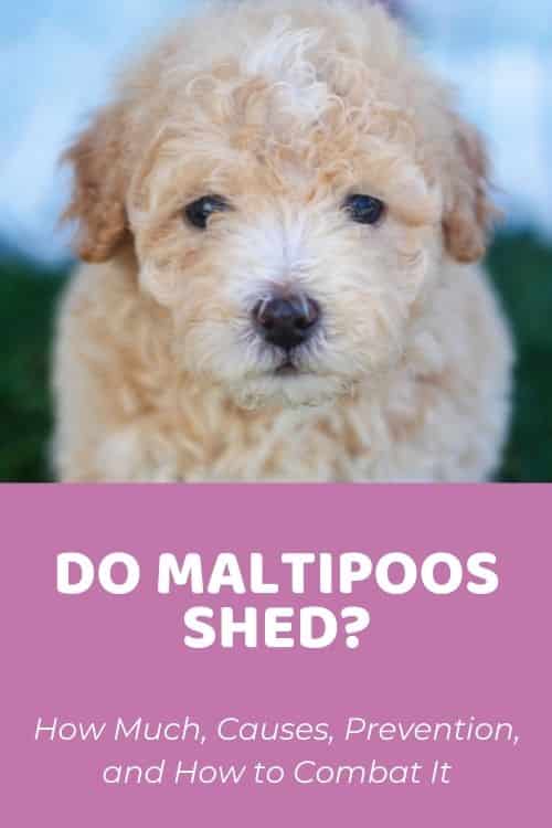 Do Maltipoos Shed How Much, Causes, Prevention, and How to Combat It