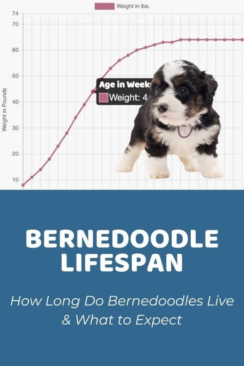 How Long Do Bernedoodles Live Bernedoodle Lifespan and What to Expect