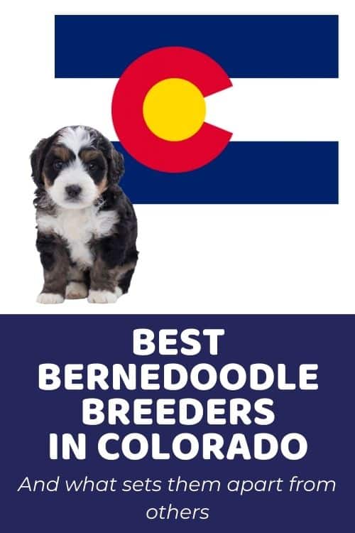 List Of Top Ethical Bernedoodle Breeders In Colorado