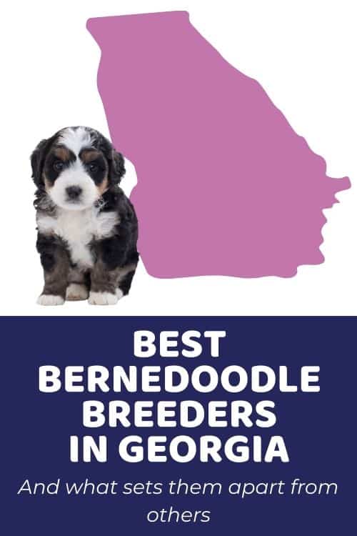 List Of Top Ethical Bernedoodle Breeders In Georgia