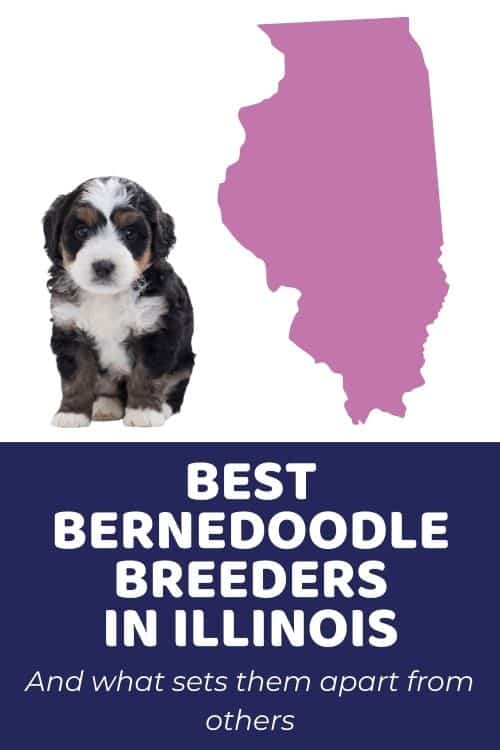 List Of Top Ethical Bernedoodle Breeders In Illinois - Bernedoodle puppies in Illinois for sale
