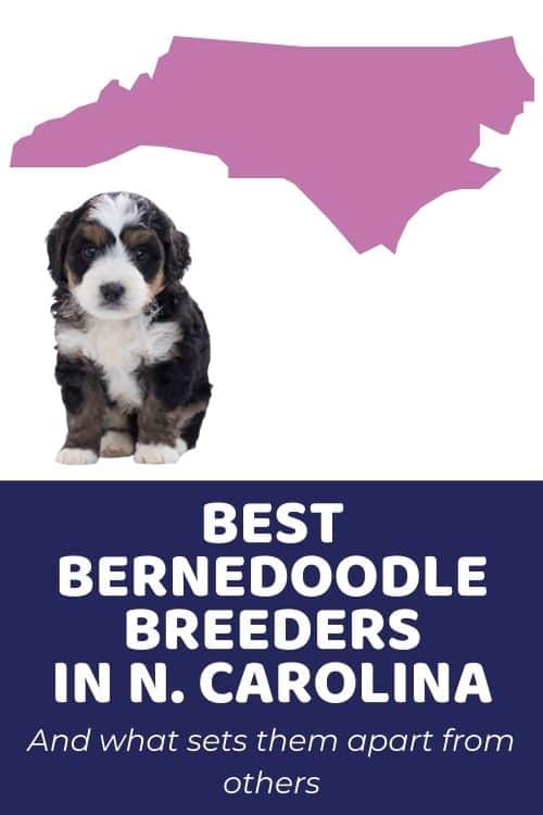 List Of Top Ethical Bernedoodle Breeders In North Carolina Bernedoodle NC