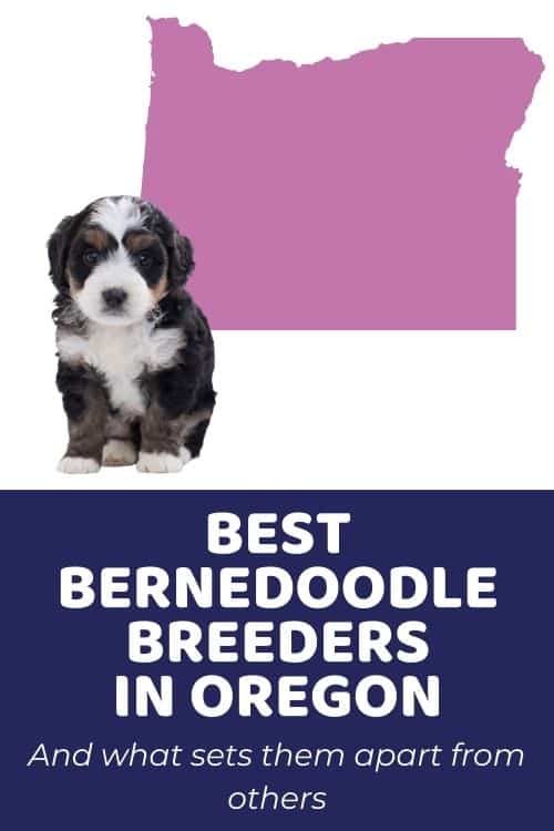 List Of Top Ethical Bernedoodle Breeders In Oregon