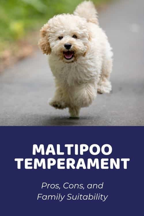 Maltipoo Temperament Pros, Cons, and Family Suitability