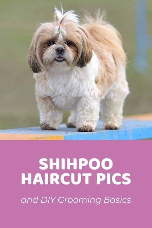 Top Shih Poo Haircuts (With Pictures!) & DIY Grooming Tips - Doodle Doods