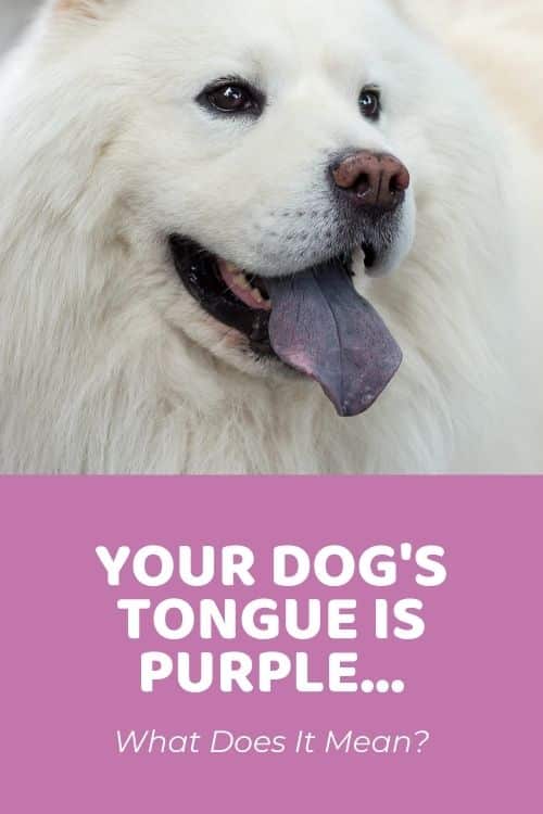 What Does It Mean If Your Dog's Tongue Is Purple