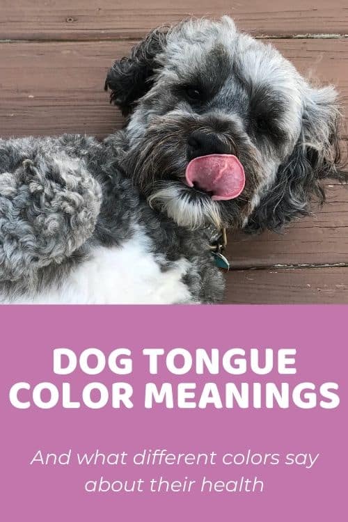 What Your Dog’s Tongue Color Says About Their Health 
