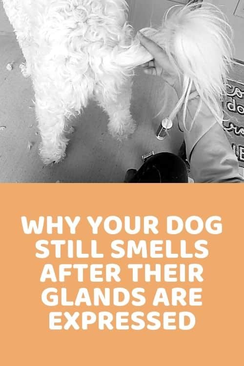 Why Does Your Dog Still Smell After Their Glands Are Expressed